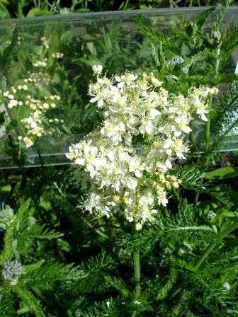 Filipendula.vulgaris.brudarvefur