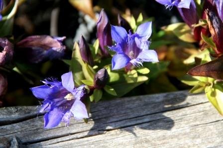Gentiana.septemfida.klukkuvondur