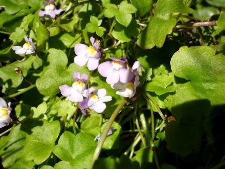 Linaria alpina.alfamunnur