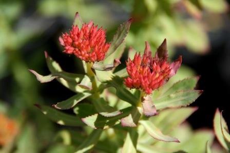 Rhodiola.rosea.burnirot
