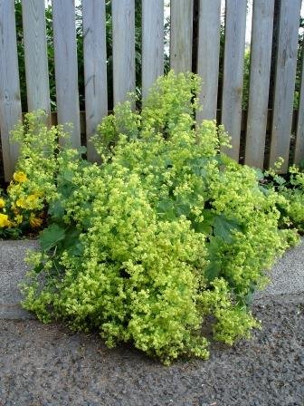 alchemellia.mollis.gardamariustakkur 1