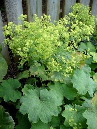 alchemellia.mollis.gardamariustakkur 2