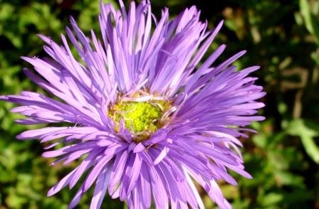 aster.alpinus.fjallastjarna 1