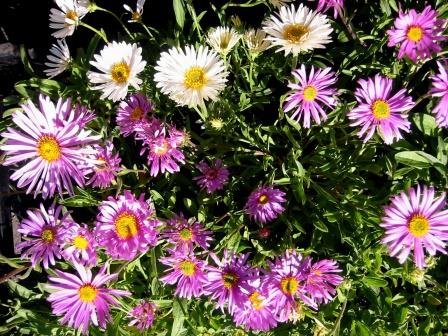 aster.alpinus.fjallastjarna 5