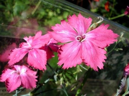 dianthus.plumarius.roseus.fjadurnellika.2
