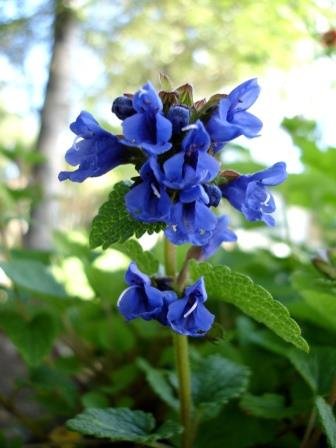 dracocephalum.grandiflorum.bladrekakollur