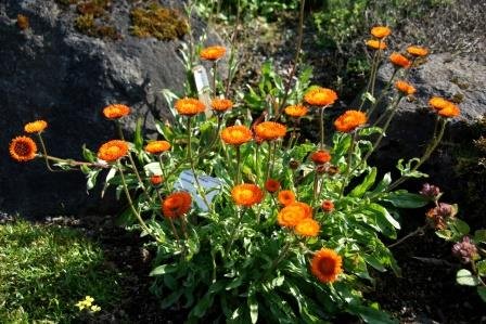 erigeron.aurantiacus.gullkobbi 3