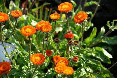erigeron.aurantiacus.gullkobbi 4
