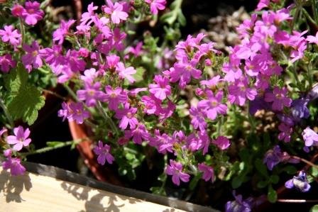 erinus.alpinus.fjalladis 3