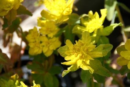 euphorbia.polychroma.mjolkurjurt 2