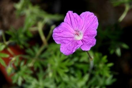 geranium.endressi.haustblagresi