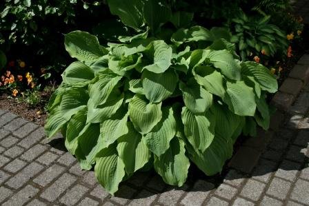 hosta.bruskur 11
