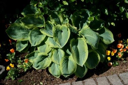 hosta.bruskur 12