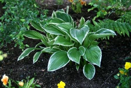 hosta.bruskur 13