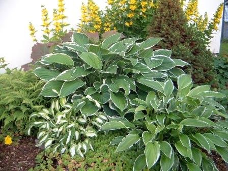 hosta.bruskur 6
