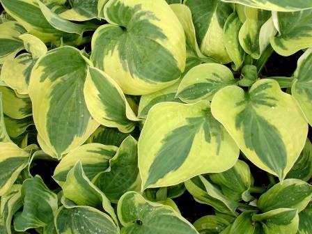 hosta.bruskur 8