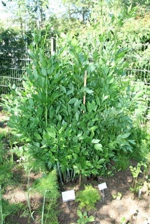 levisticum.officinale.skessujurt