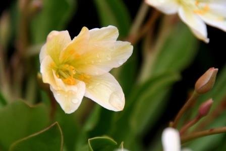 lewisia.tweedyi.rosabladka 5