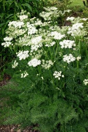 meum.athamanticum.bjarnarrot