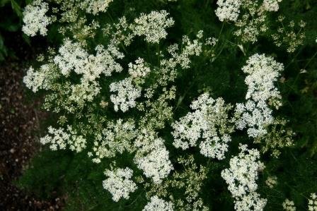 meum.athamanticum.bjarnarrot 12