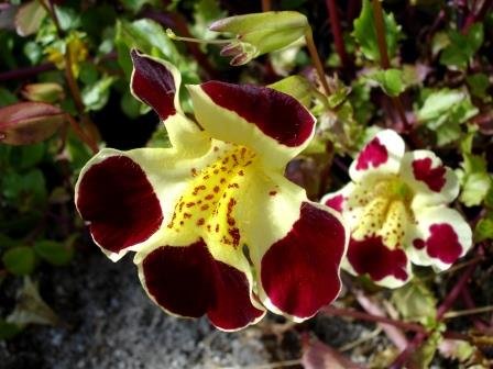 mimulus.guttatus.apablom 3