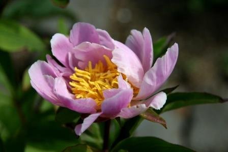 paeonia.lactiflora.silkibondaros.2 3