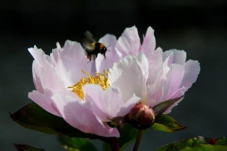 paeonia.lactiflora.silkibondaros.2 6