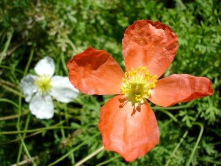 papaver.alpinum.fjallasol