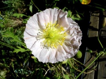papaver.nudicaule.gardasol 4