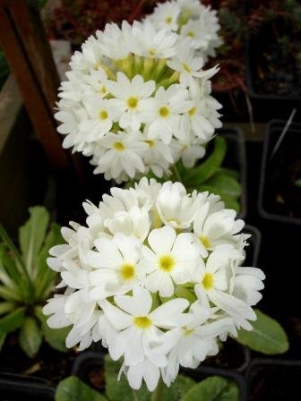 primula.denticulata.kululykill 2