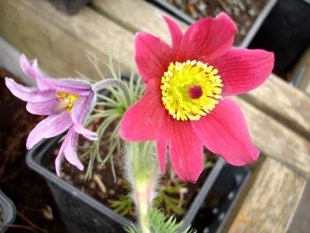 pulsatilla.vulgaris.geitabjalla.5 1