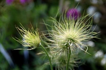 pulsatilla.vulgaris.geitabjalla 2