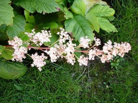rodgersia.aesculifolia.kastaniublom
