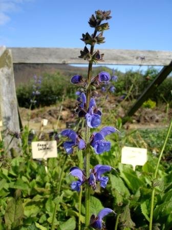 salvia.pretensis.hagasalvia 3