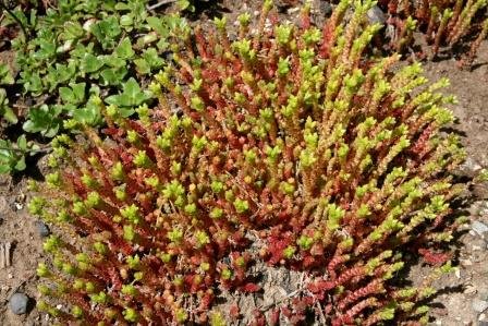 sedum.acre.helluhnodri