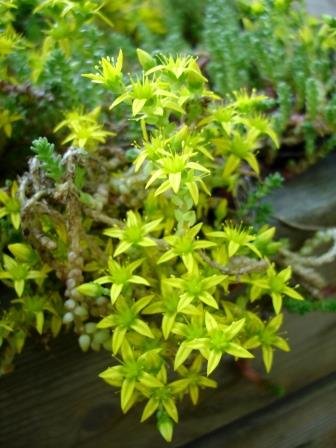 sedum.acre.helluhnodri 2
