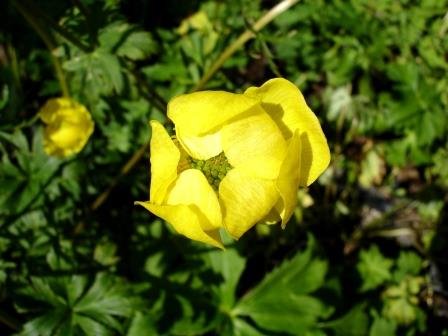 trollius.europaeu.gullhnappur 4