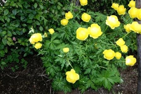 trollius.europaeus.gullhnappur 10