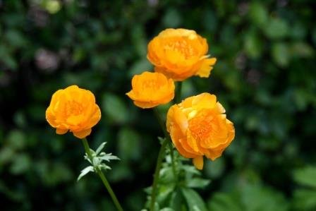 trollius.europaeus.gullhnappur 15