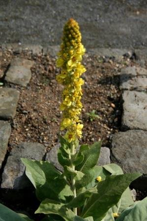 verbascum.longifolium.kongakyndill 3