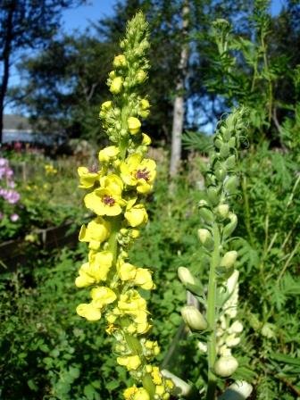 verbascum.nigrum.surtarkyndill