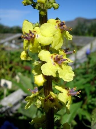 verbascum.nigrum.surtarlogi