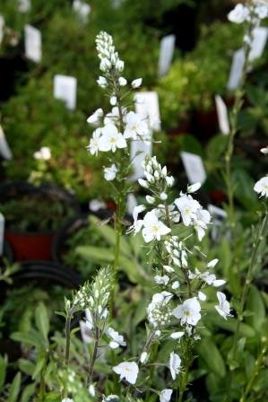 veronica.gentianoides.kosakkadepla