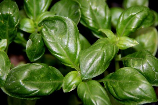 ocimum.basilicum.basilika 2