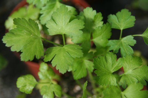 petroselinum.crispum.itolsk.steinselja 3