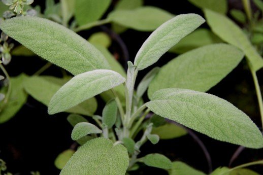 salvia.officinalis.salvia.2 2