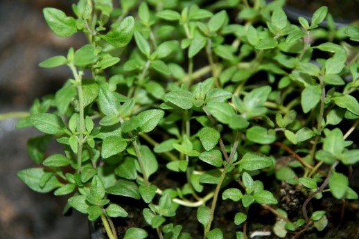 thymus.vulgaris.gardablodberg.2 2