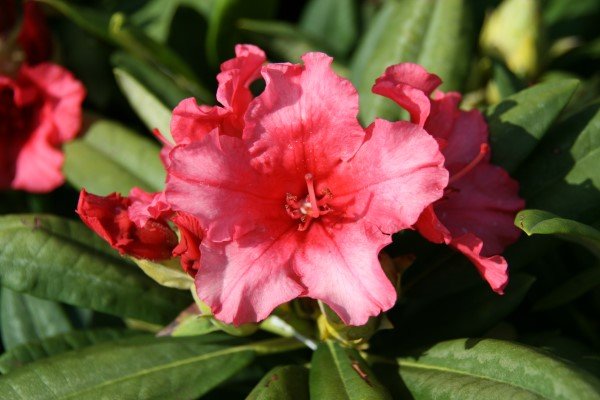 rhododendron.yak.dopey.lyngros.dopey 2