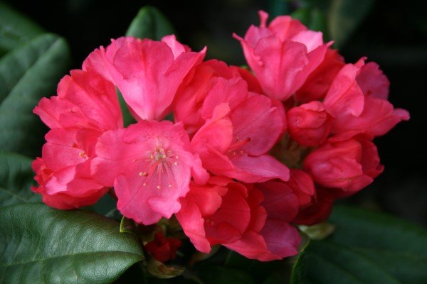 rhododendron.yak.fantastica.lyngros.fantastica 3