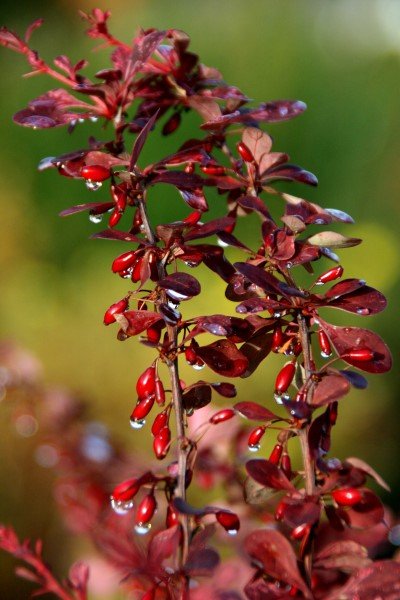 berberis.thunbergii.laugardalur.solbroddur.laugardalur.1. 8